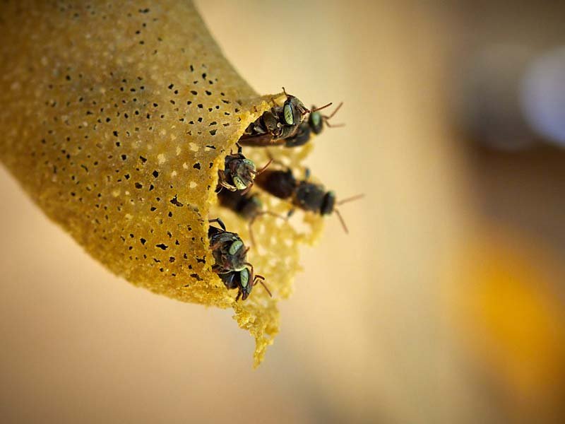 Puyango se prepara para el Festival Internacional de Abejas Nativas